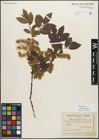 Foto von Salix myrsinifolia Salisb.